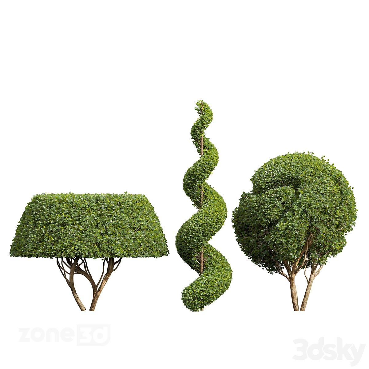 آبجکت ست درختان سبز هَرَس شده مدرن سبز سه عددی مدل Ficus Concinna
